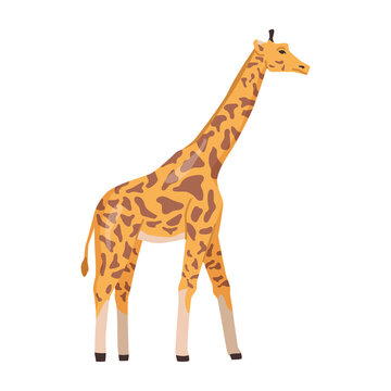 Giraffe wildlife and species of Africa. Isolated wild hoofed animal living in wilderness. African nature reserve largest ruminant. Flat cartoon, vector illustration