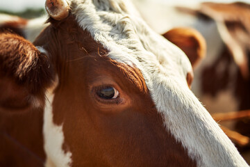 Close up of milk cow grazing on farm or ranch