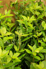 Laurus Nobilis plants in the garden under the sun