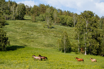 Wild horses graze in the mountains, horses run through the grass on the lawn, beautiful horses of brown color, the Bashkir horse in the Southern Urals.