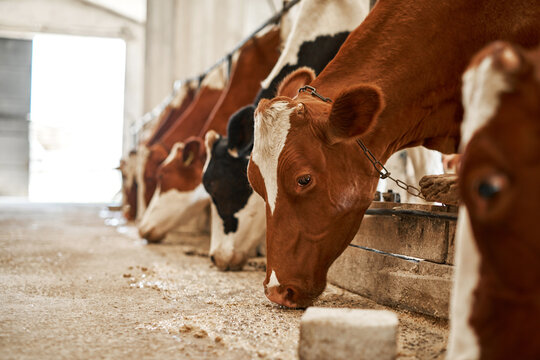 Row of milk cows feed in cow shed on farm or ranch