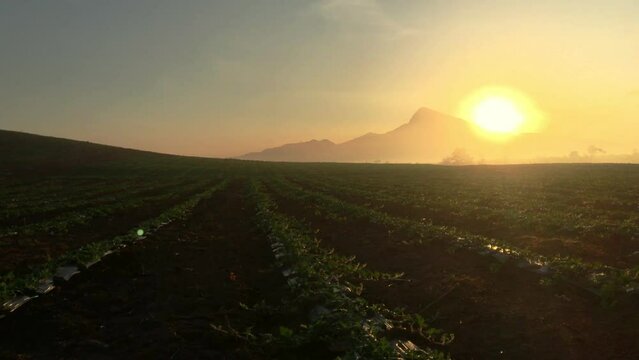 4k, Watermelon farming area in the south of Thailand, Watermelon farm, Watermelon field in sunray, Sun beam, Sun flar