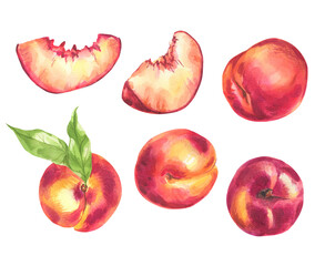 Peaches. Watercolor botanical illustration of fruit.