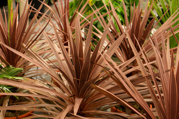 Cordyline Australis plant in the garden