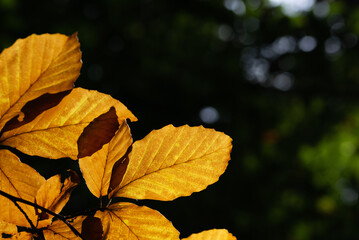 Autumn orange beech leaves shine through in the rays
