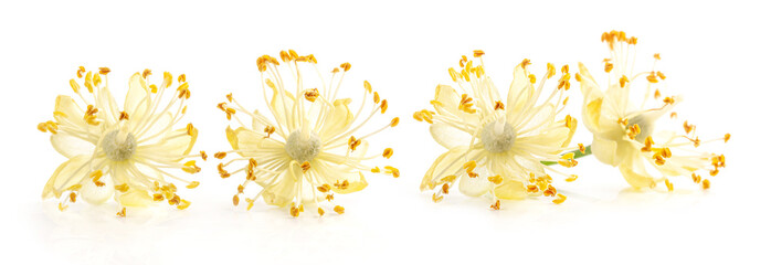 Linden flowers isolated on white background, close up
