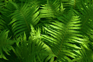 Plant background of large fern leaves. Summer sunny day. Beauty in nature. Forest trees.