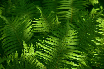 Plant background of large fern leaves. Summer sunny day. Beauty in nature. Forest trees.