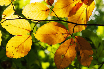 Autumn yellow beech leaves on twigs in the sun