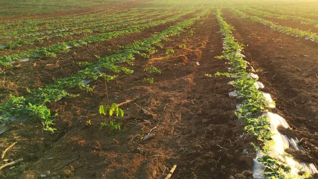 4k, Watermelon farming area in the south of Thailand, Watermelon farm, Watermelon field in sunray, Sun beam, Sun flar