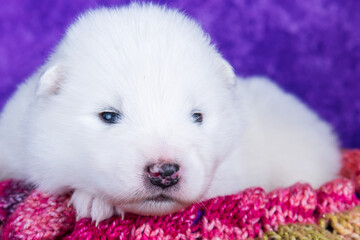 White fluffy small Samoyed puppy dog in a gift box
