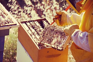 Close up of an apiarist during his job .