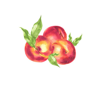 Peaches. botanical illustration in watercolor.