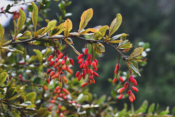 Ripe barberry berries on a tree