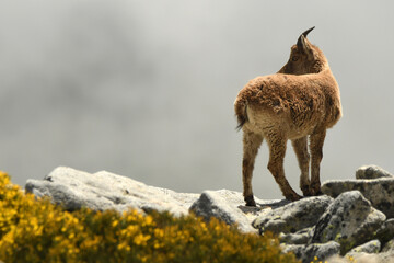 macho montés en la sierra de gredos en primavera