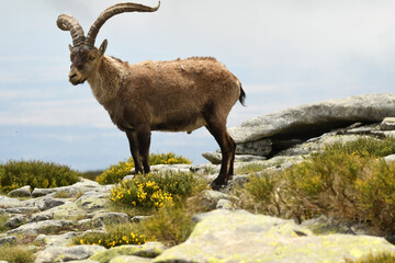 macho montés en la sierra de gredos en primavera