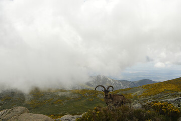 macho montés en la sierra de gredos en primavera