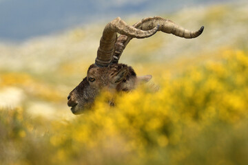 macho montés en la sierra de gredos en primavera