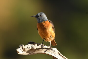 roquero rojo en gredos en primavera