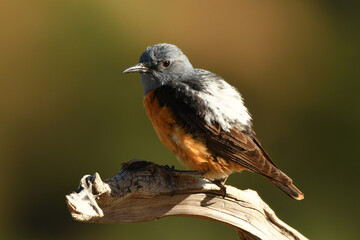 roquero rojo en gredos en primavera