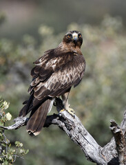 calzada vigila desde su posadero