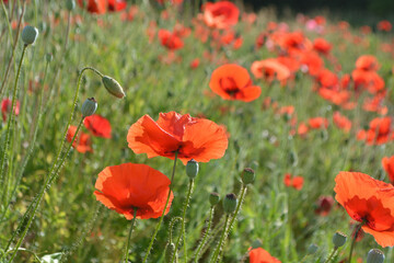 Fototapeta na wymiar Beautiful field of red poppies at Emmendingen, near to Kaiserstuhl