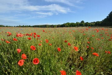 Beautiful field of red poppies at Emmendingen, near to Kaiserstuhl