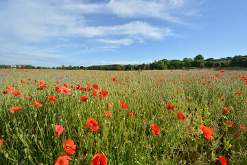 Beautiful field of red poppies at Emmendingen, near to Kaiserstuhl