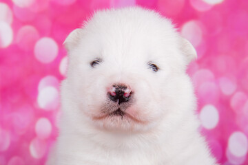 White fluffy small Samoyed puppy close up