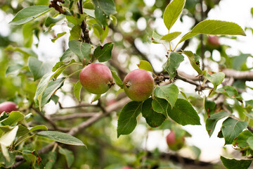 Small green and red apples are hanging on a branch