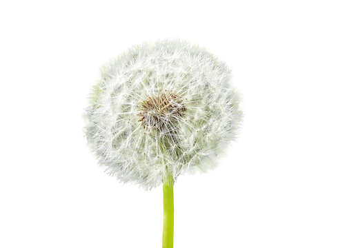 Dandelion with floaties isolated on white background. Pappus. Nature, summer time concept. High quality photo