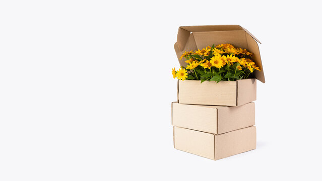 Bouquet of Silphium flowers in a cardboard box. Silphie plant fibers use for made eco-friendly package.