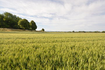 wheat field in the early morning at Kaiserstuhl, south of Germany