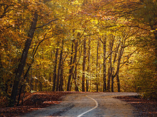 Travel, tourism, recreation concept in fall. Colorful landscape with curved roadway, trees with orange leaves in fall. mountain trail