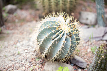 Ferocactus glaucescens plant outdoors. Big cactus. natural background.