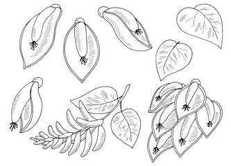 Erythrina flower graphic black white isolated sketch illustration vector