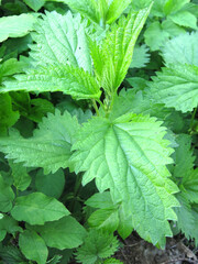 young juicy green nettles grow in spring