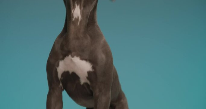 cute little American Staffordshire terrier puppy jumping, standing on back legs and barking in front of blue background