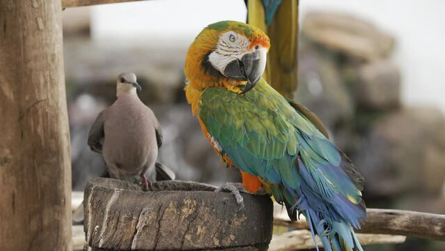 A brightly colored macaw sits on the edge of a wooden basin and starts bobbing its head up and down. A dove tries to perch next to it but is frightened off.