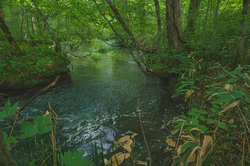 青森 奥入瀬渓流