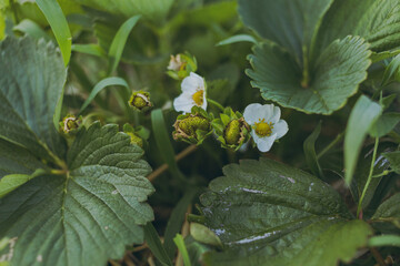 Strawberries growing on a farm