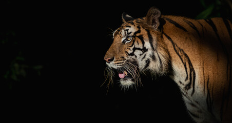 Tigers foraging in the forest at night It is the habit of mammals.