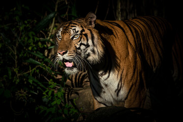 Fototapeta na wymiar Tiger walking foraging in the forest, the nature of mammals.