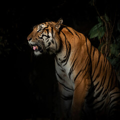 Fototapeta na wymiar Tiger walking foraging in the forest, the nature of mammals.