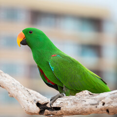 Green Eclectus parrots and corpus bird or a wooden bar.