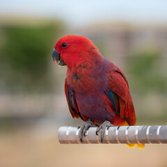 Portrait of female Eclectus parrot (Eclectus roratus) in the bar.