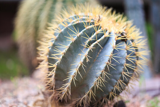 Ferocactus Glaucescens\ الصور – تصفحFerocactus Glaucescens\ الصور – تصفح  