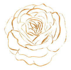 Golden rose isolated on white. Watercolor illustration