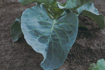 Big green cabbage growing in the vegetable garden