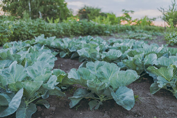 Naklejka premium Big green cabbage growing in the vegetable garden